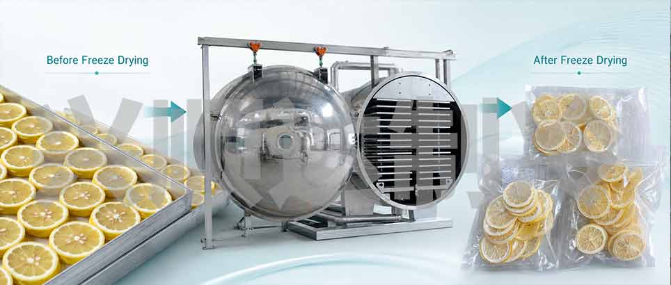 Before and after freeze drying comparison of lemon slices with a commercial freeze dryer
