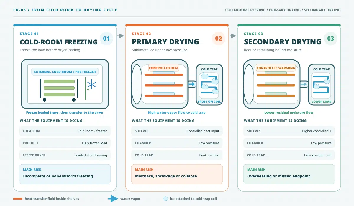 Freeze dryer working principle diagram comparing external freezing, primary drying and secondary drying in an industrial food process